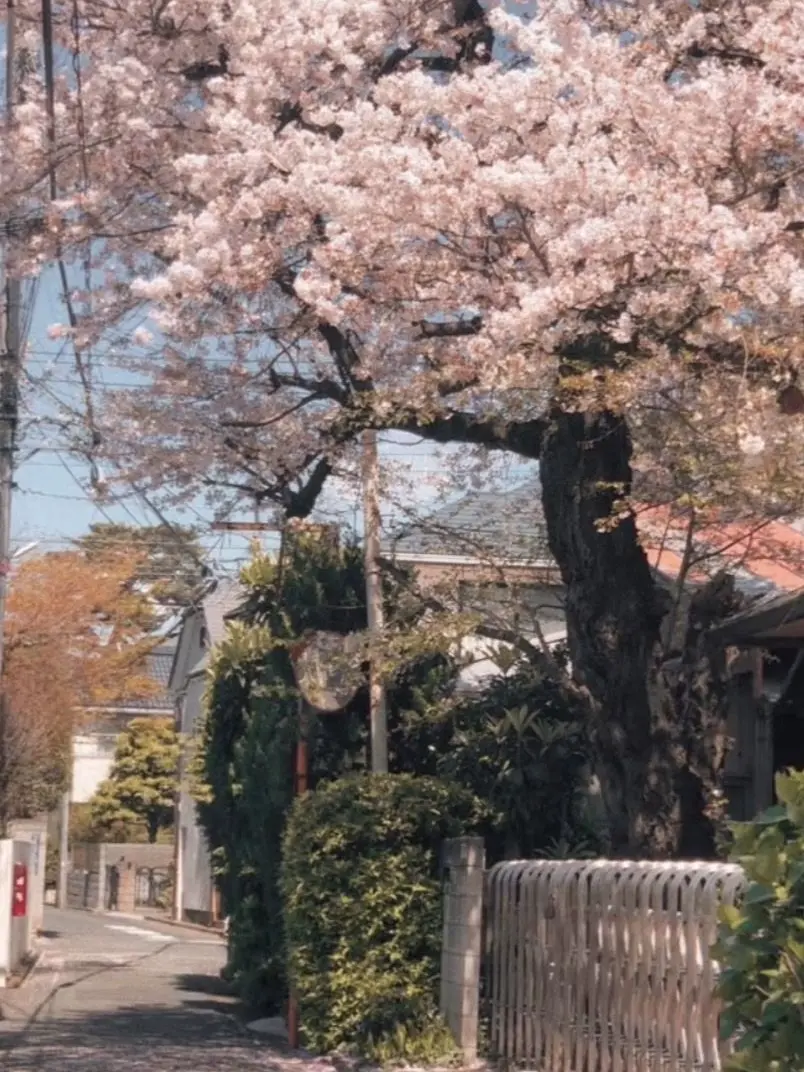 PaltryChart1943의 얼렁뚱땅 호스트부는 호스트 모집중!!