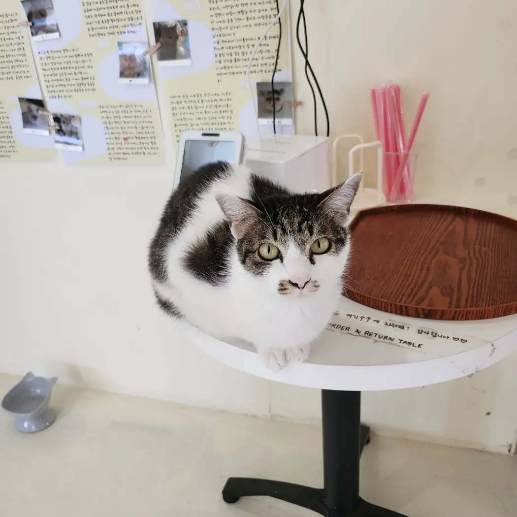 four-luck의 고고프렌즈 대학교