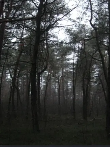 ChillyNyala0011의 Creepypasta slender-mansion