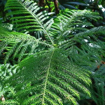 VioletStem9414의 이세돌 (트럭 사고)