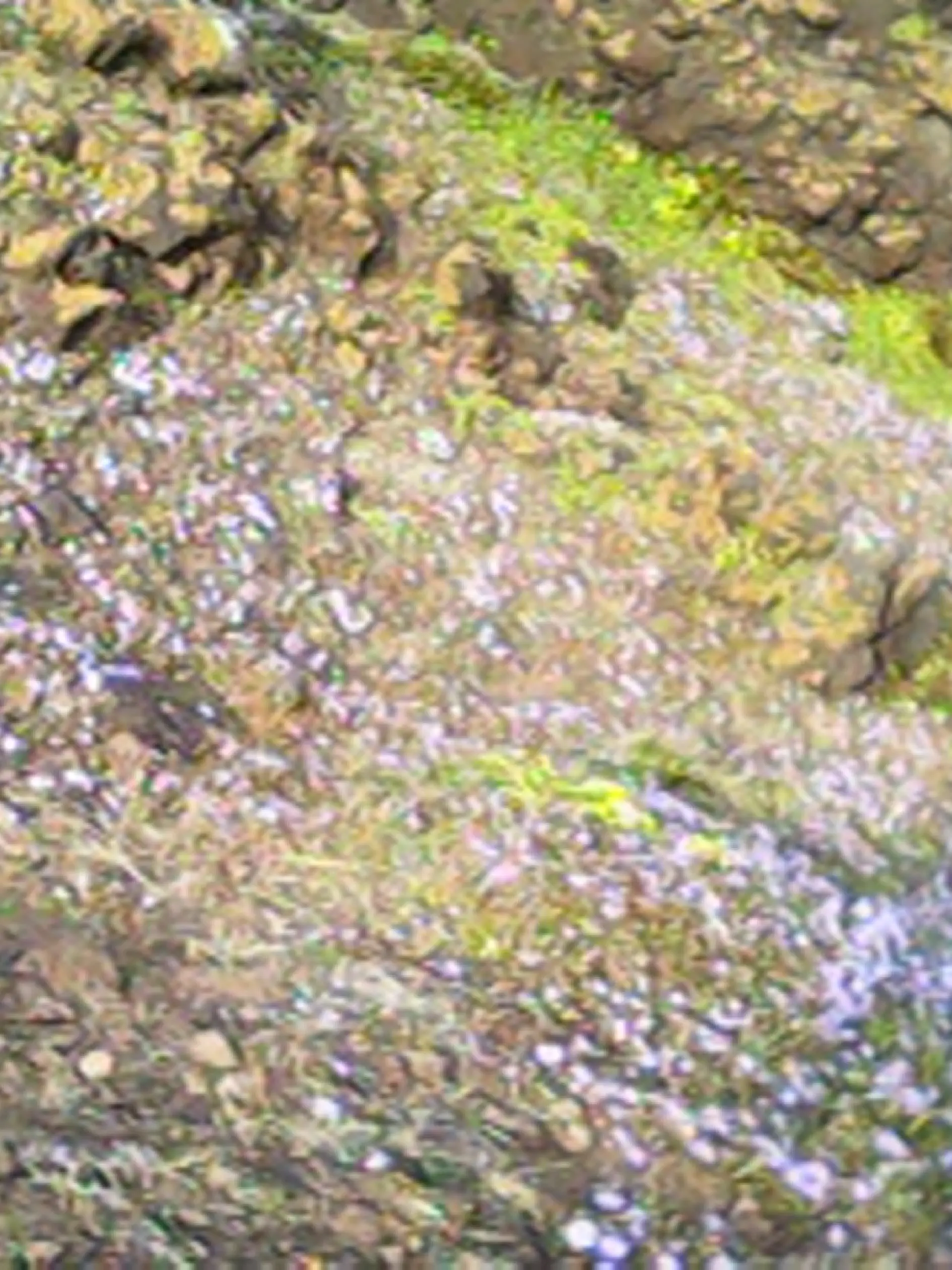 aggress1ve_p1nk의 말랑 부들 습윤 곰팡이