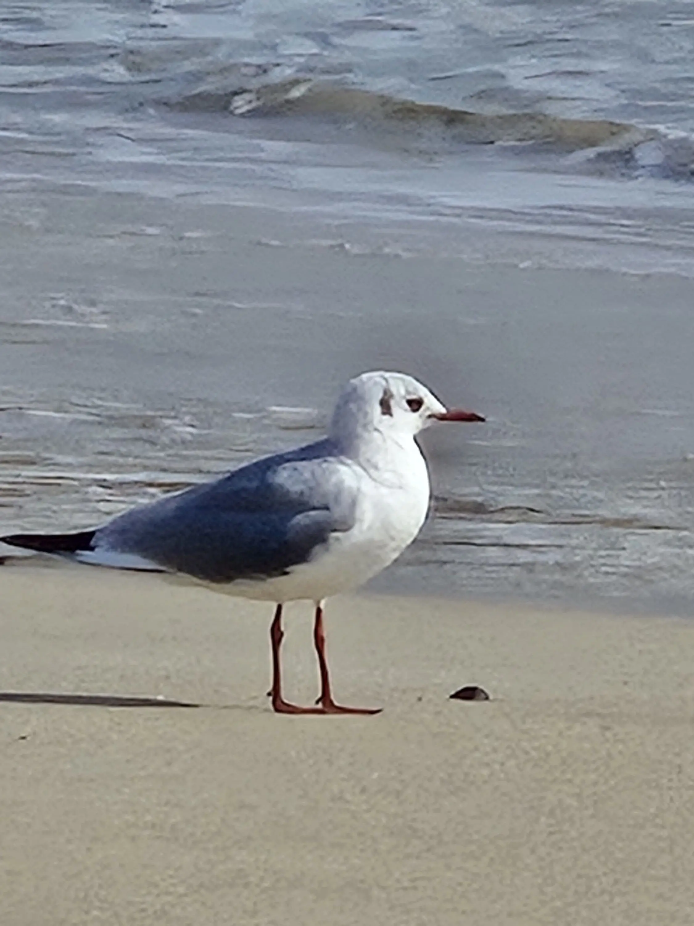 Shucho0826의 대저택 학교(여우짓하는 애가 있는)