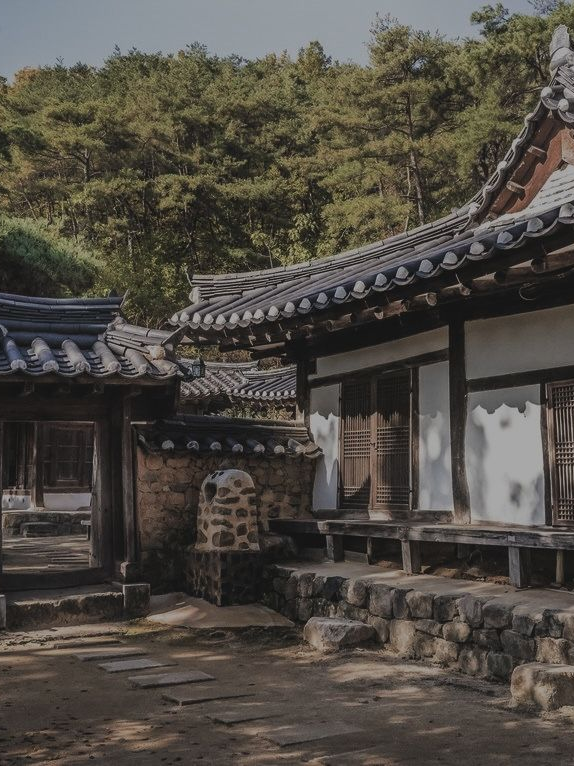 당신은 목련꽃을 닮았습니다 대표 이미지