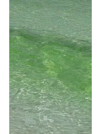 PrimGrill8454의 일진인 공룡과 부딪쳐버림 user!