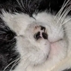 HeftyLemon5656의 忍たま　4.5.6年メイン!!