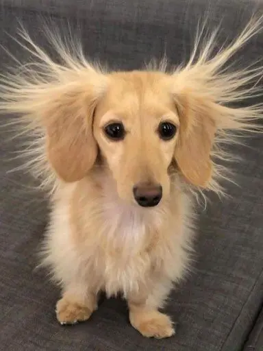 Oortcloud88의 영웅조+여우