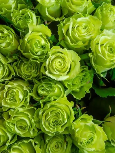 ate_의 堕ちてよ。