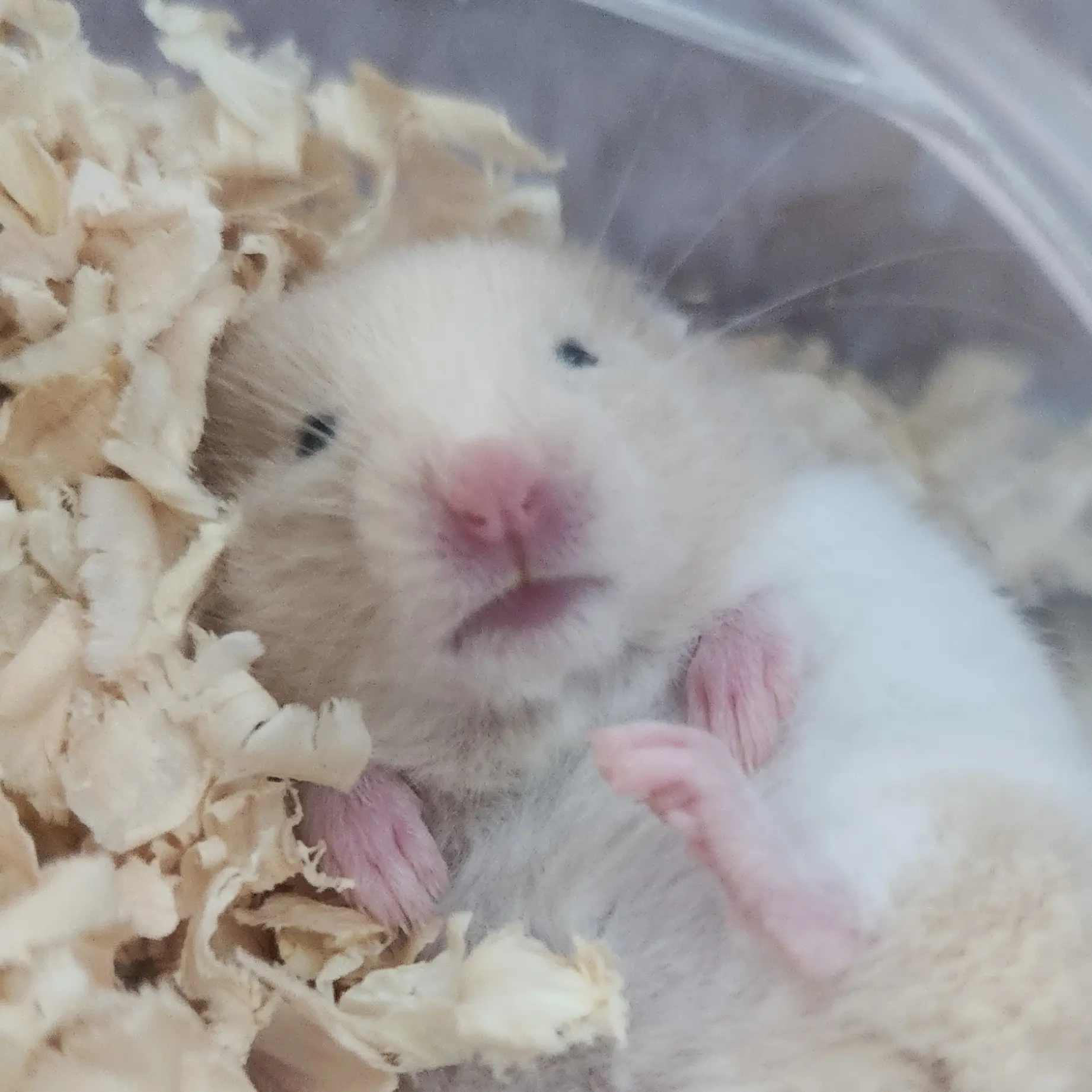HI_HI_ouo의 햄찌