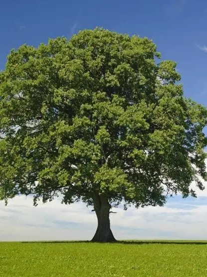 SubtlePlume9353의 A tree.