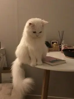 DullSale5653의 ㅎㄷㅁ