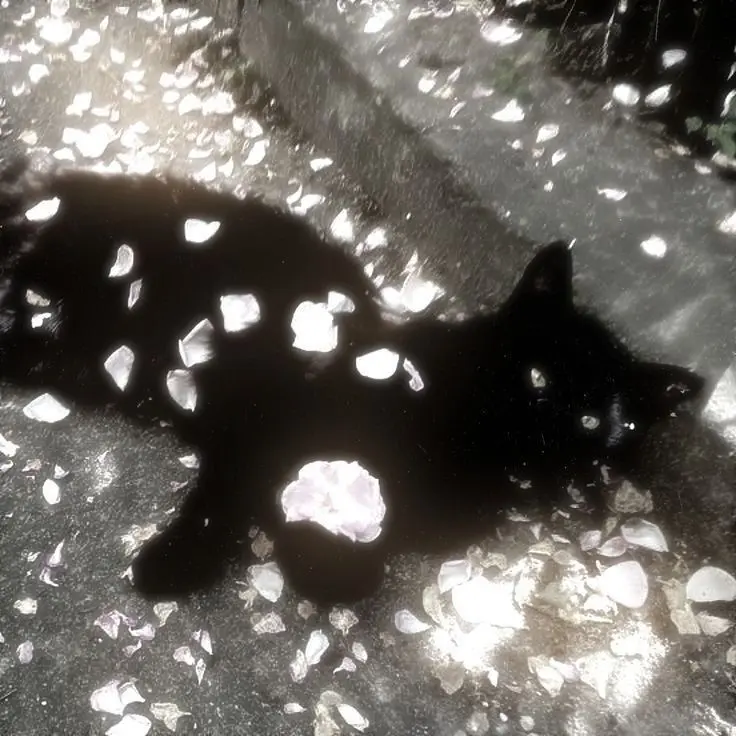 avocadofromtheMexico의 Blue baby's breath