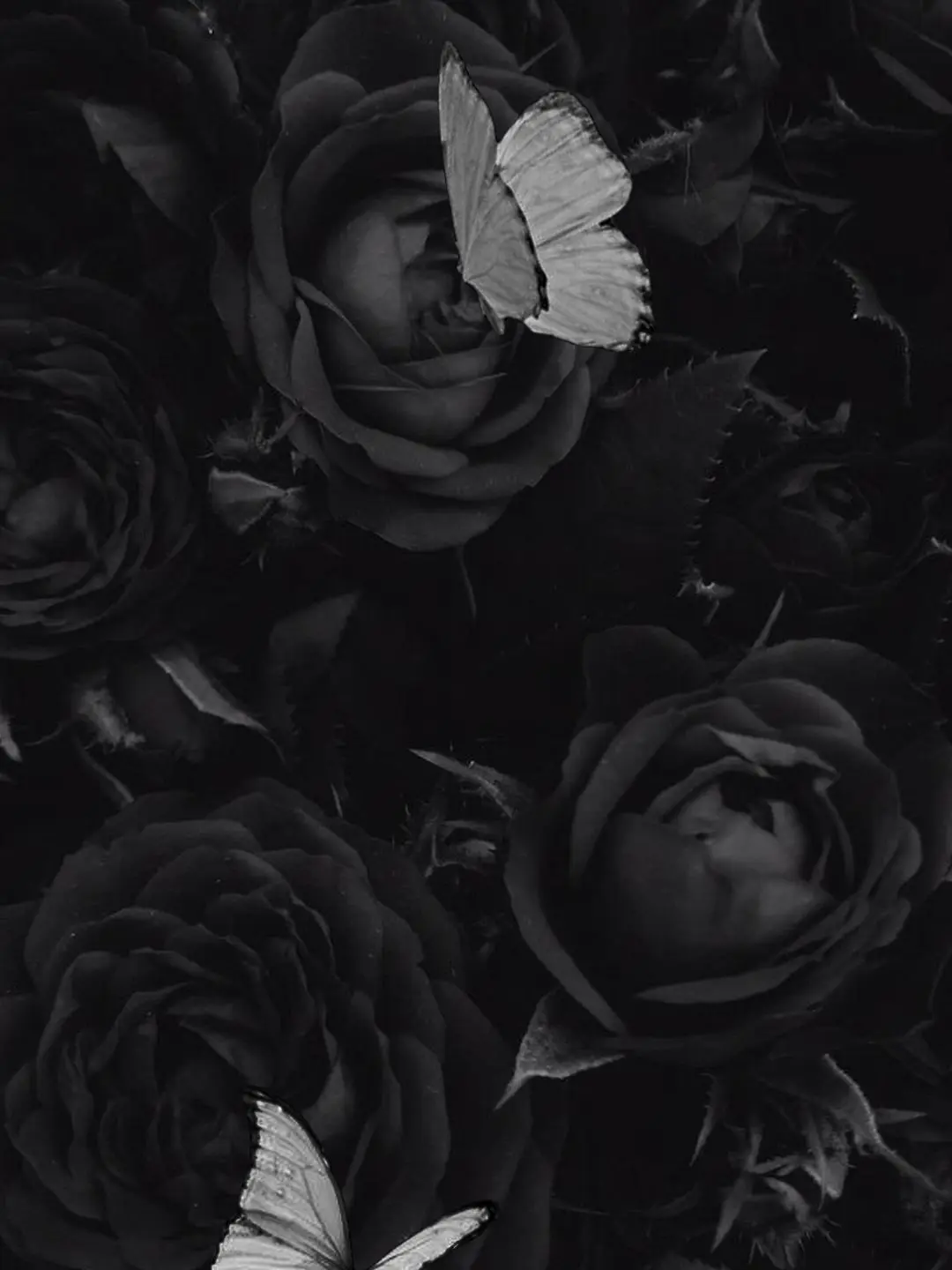WhAt1972의 White Butterfly.