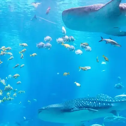 DaftlyPhoto7365의 Fpe Aquarium AU