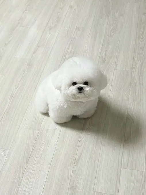 aa_96의 犬の獣人なあなた