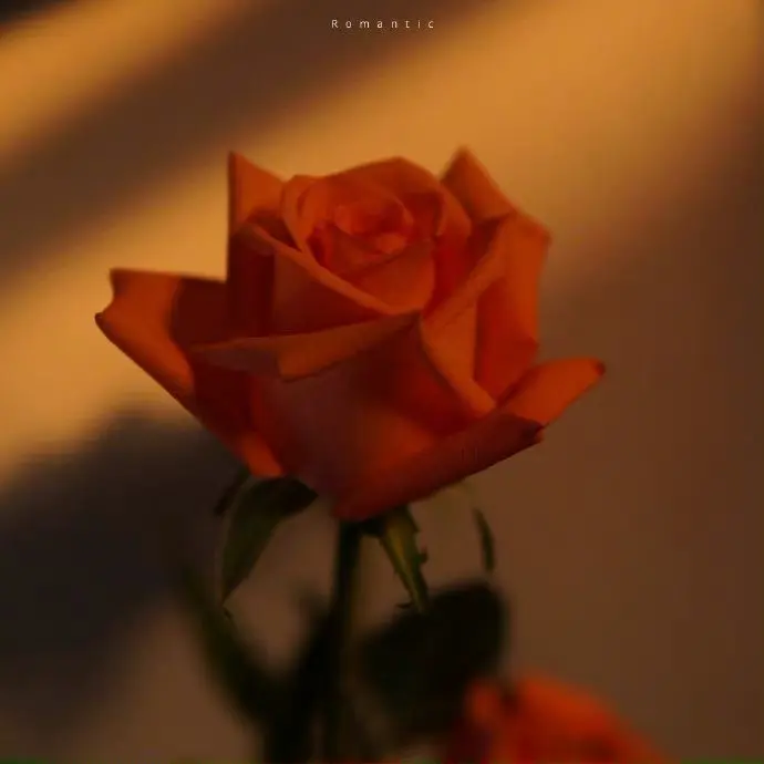 rose136p의 당신만 사랑해요..