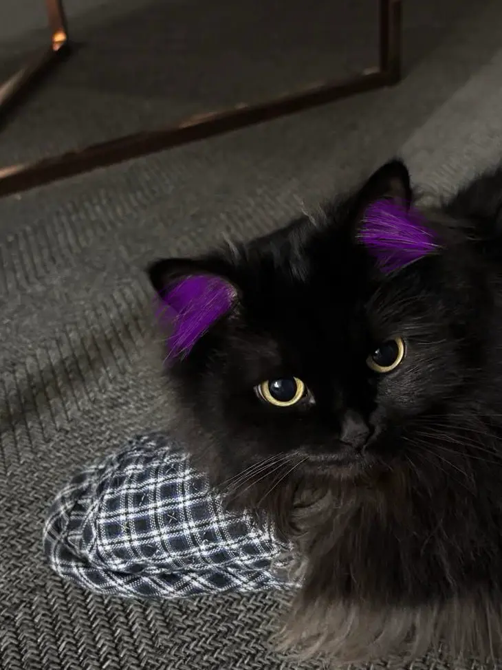 Himel의 なるようにニャル？