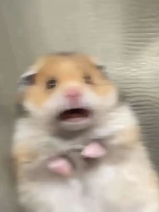 LemonyBoat4845의 스파이