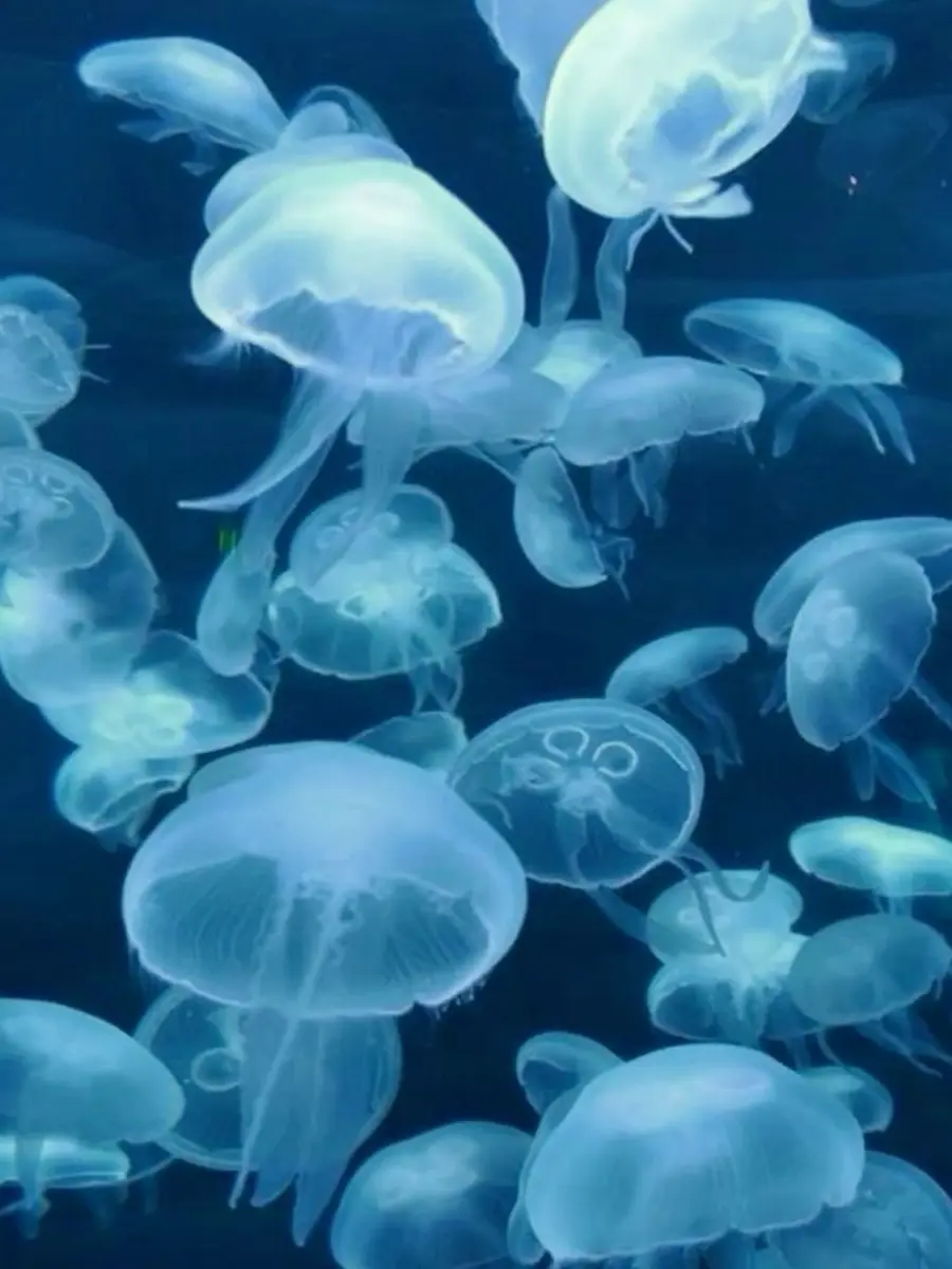 ScaredTime8003의 執着ちゃん×イブラヒム