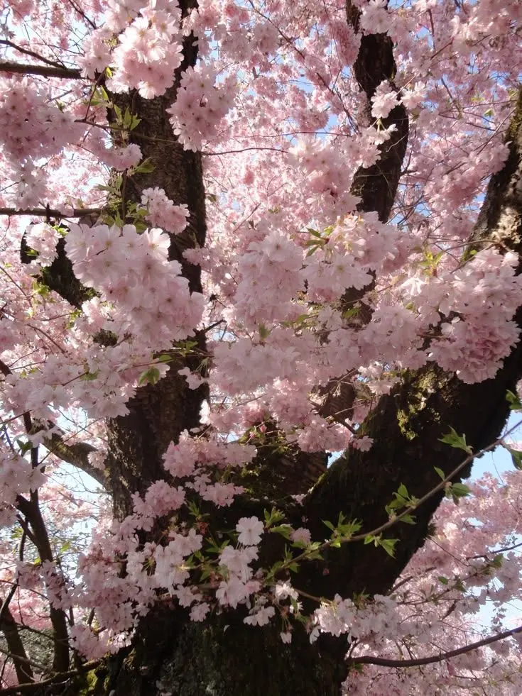 IloveHonglu의 확실한건 당신은 아름다워요