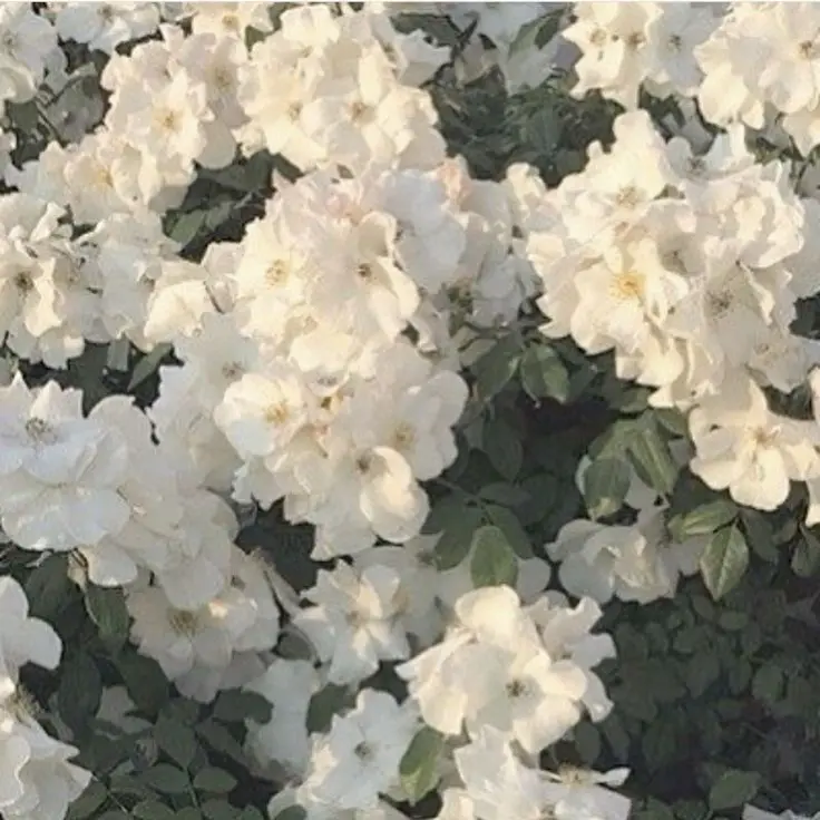 ilove...의 高嶺の花子さん