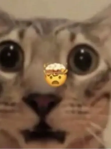 Whyareyoureadingthis의 고먐미