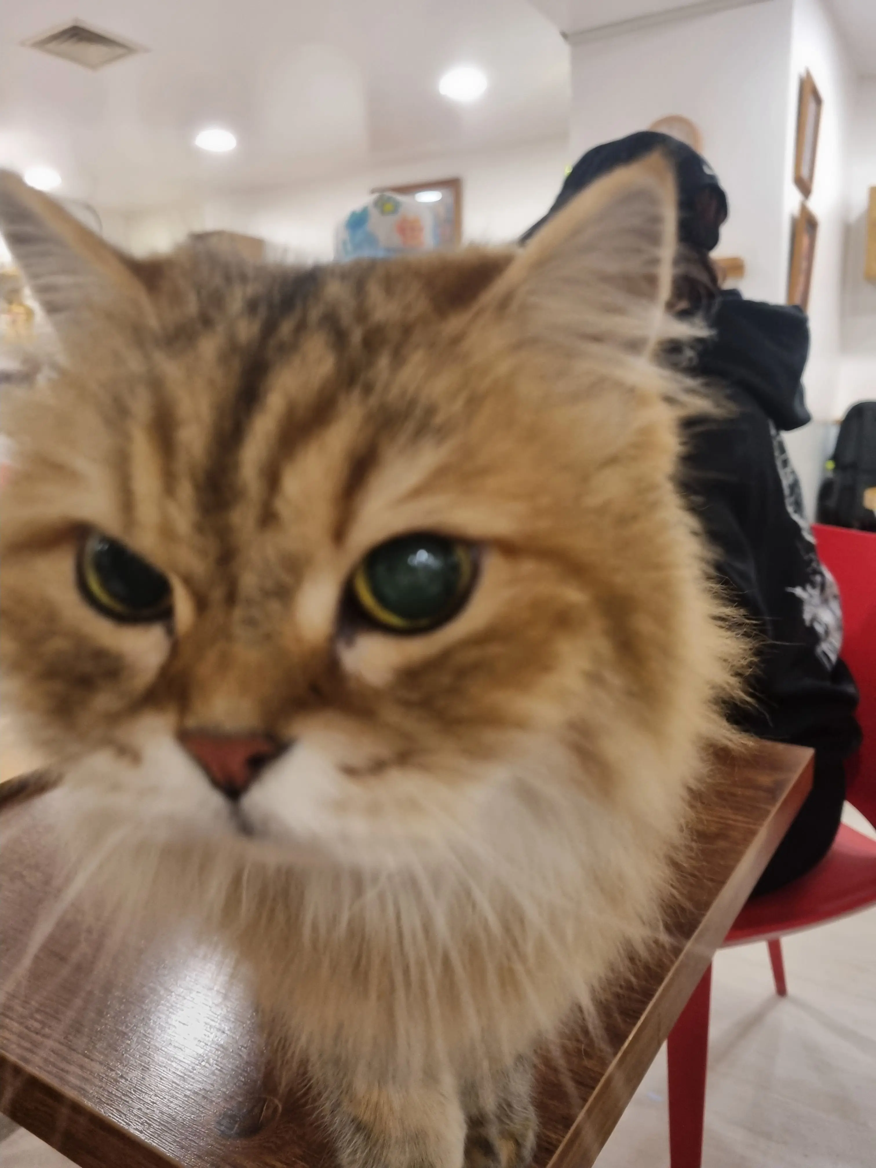 PrimalFlax3584의 일본 남자 배구부 매니저 체험.