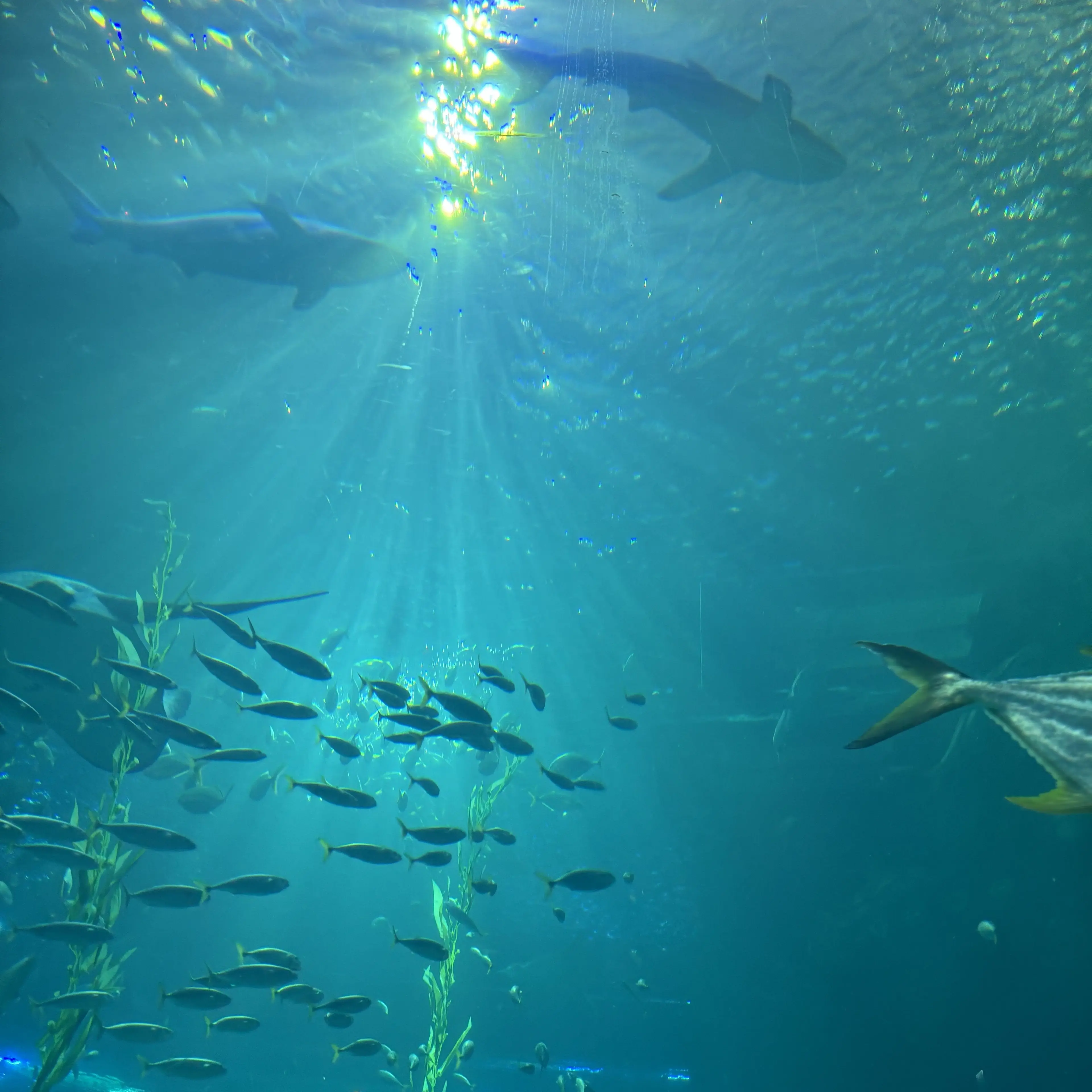 GrayDryer6623의 짱친조랑 놀러가자🌊🎆