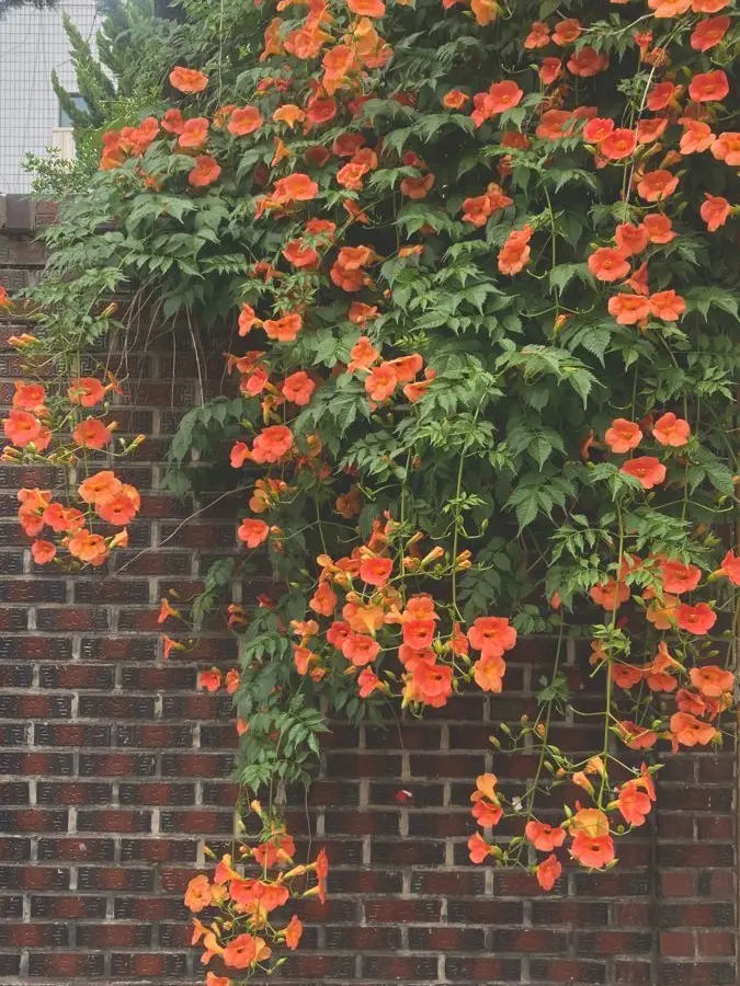 MeagerAnime5054의 나의 히어로 아카데미아