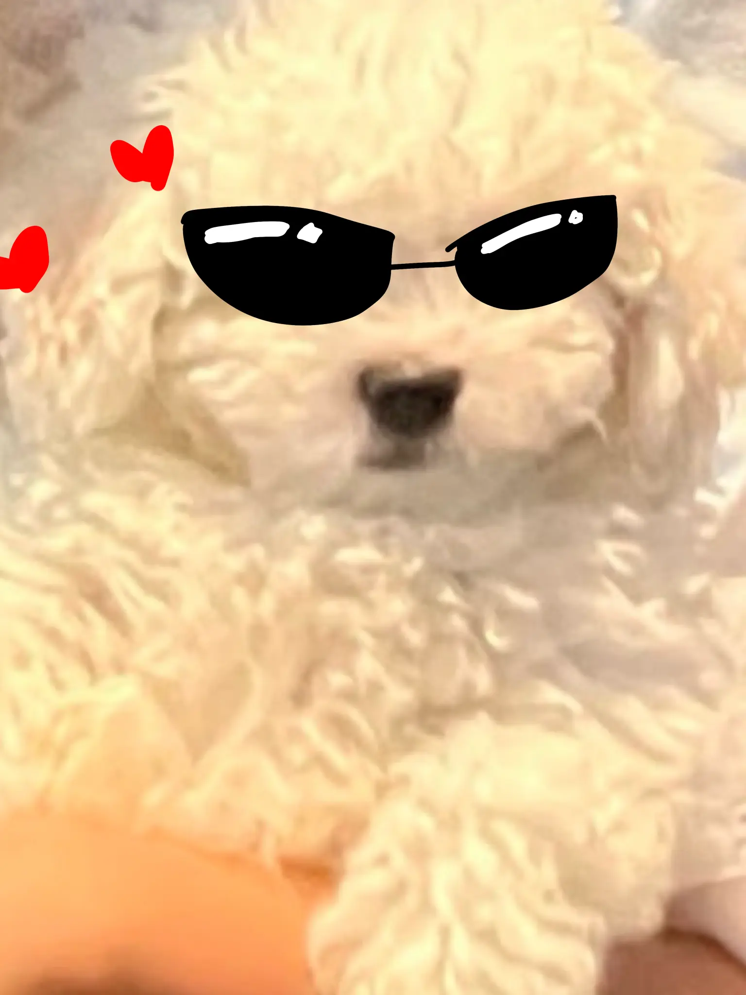 BlandBadge0876의 子犬を飼おう!!!!