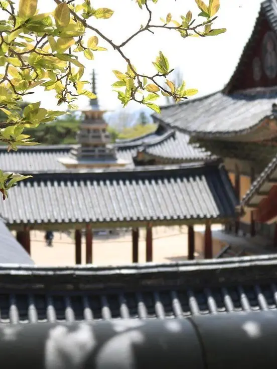 SpryVest7652의 The Protected Sanctuary of Gyeongju