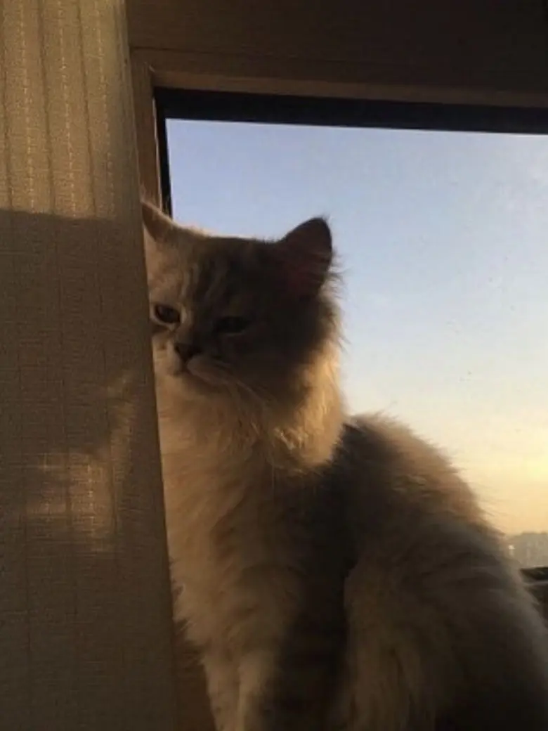 Code_Name-Onyx의 리레볼루션