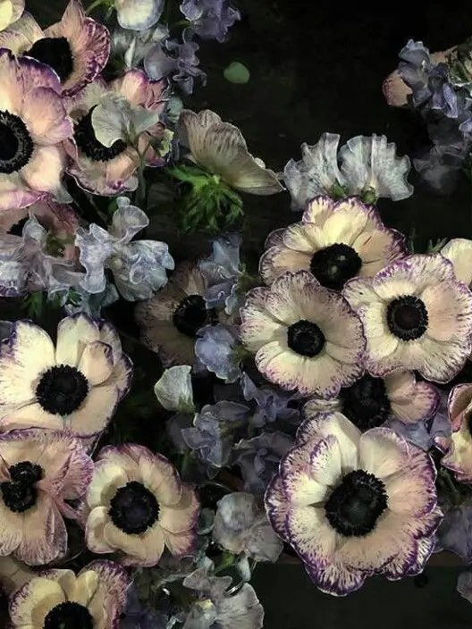 love_0222opera의 바람 피는 단탈X유부녀{{user}}