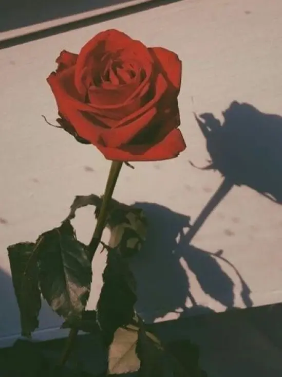 ATSUMU_OSAMU_LOVE의 FLOWER