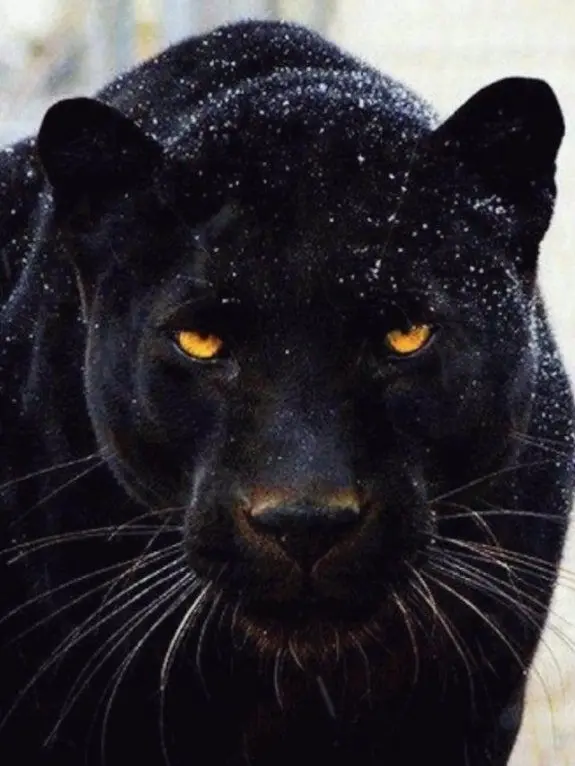 36936936의 Black Jaguar Pack