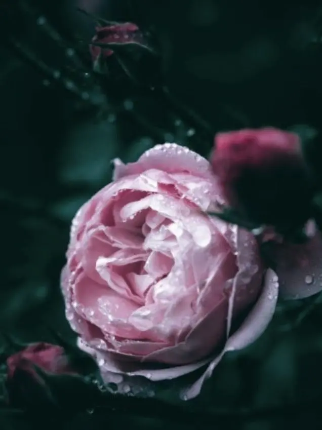 jjiiwon0626의 고요한 비명에서 피어난 은방울꽃