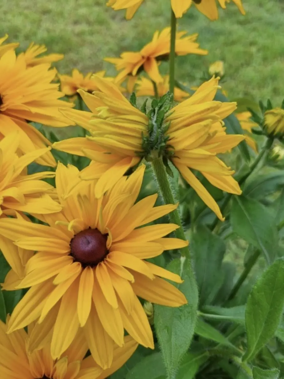 Code_Name-Onyx의 리레볼루션