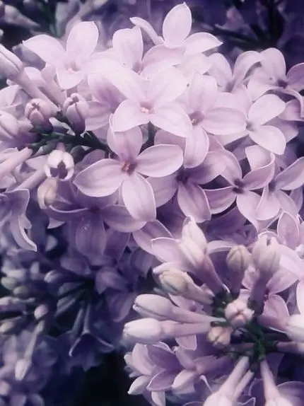 I_lill_0의 背信忘義