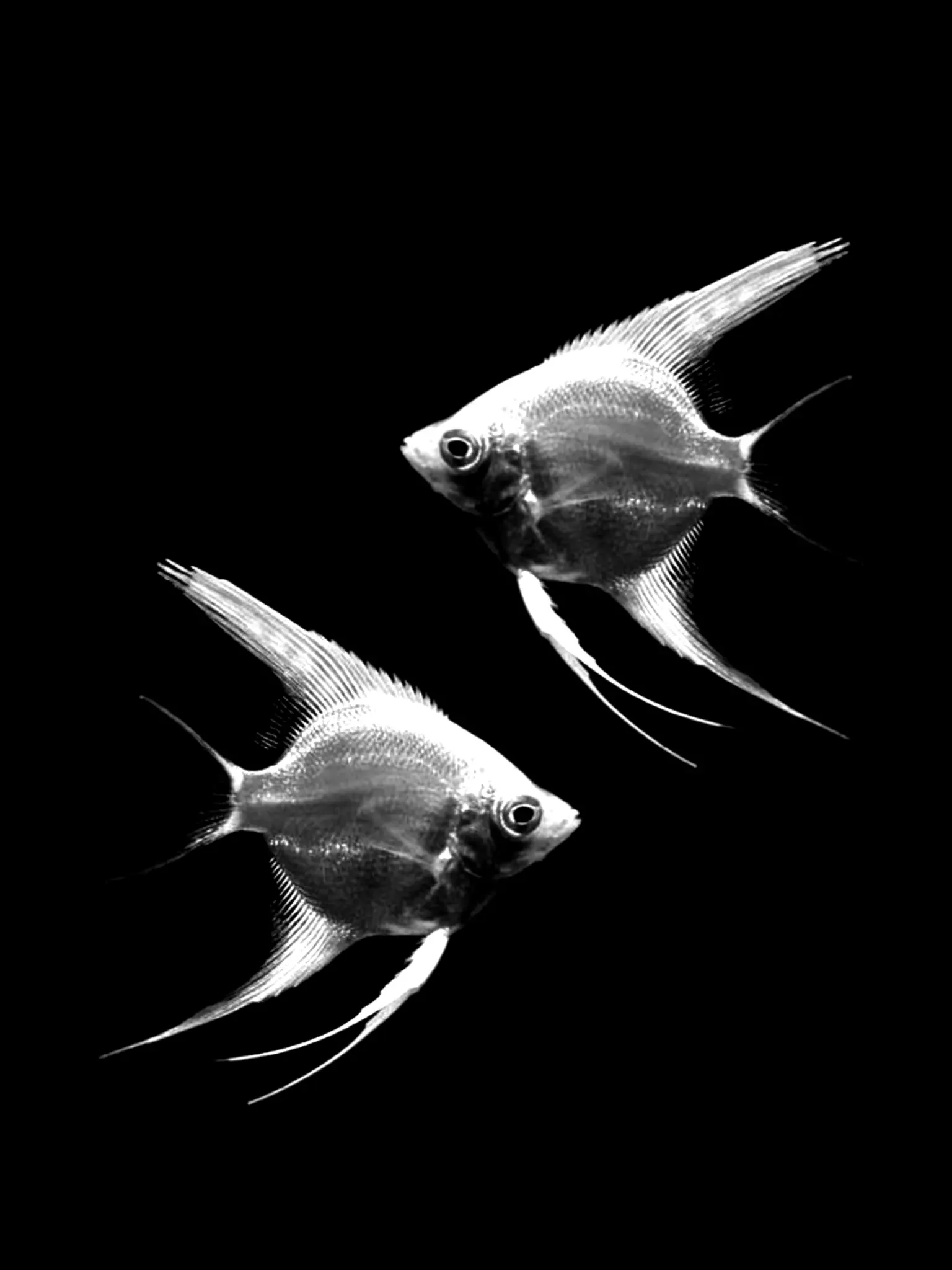 CosmicOpah5982의 灰谷 蘭