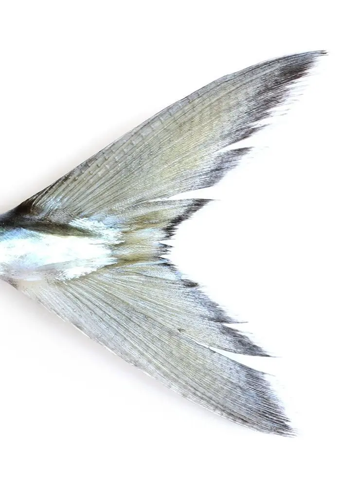 6ix.의 浴槽人魚