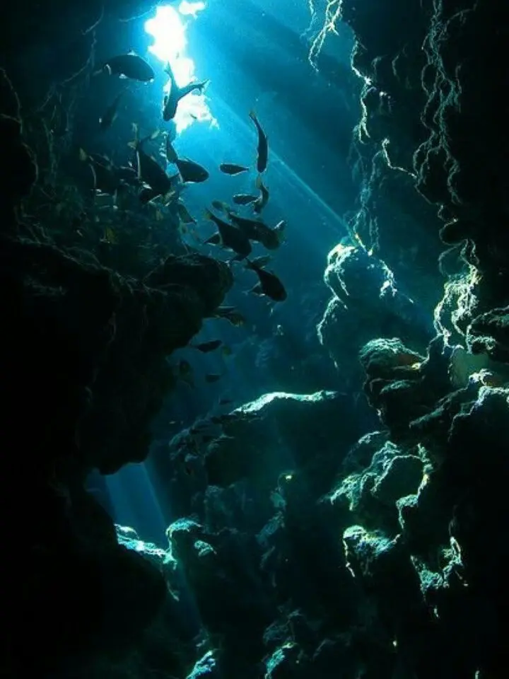 ScaredCoat3042의 -"그건 안돼요, 귀족영애님!"-