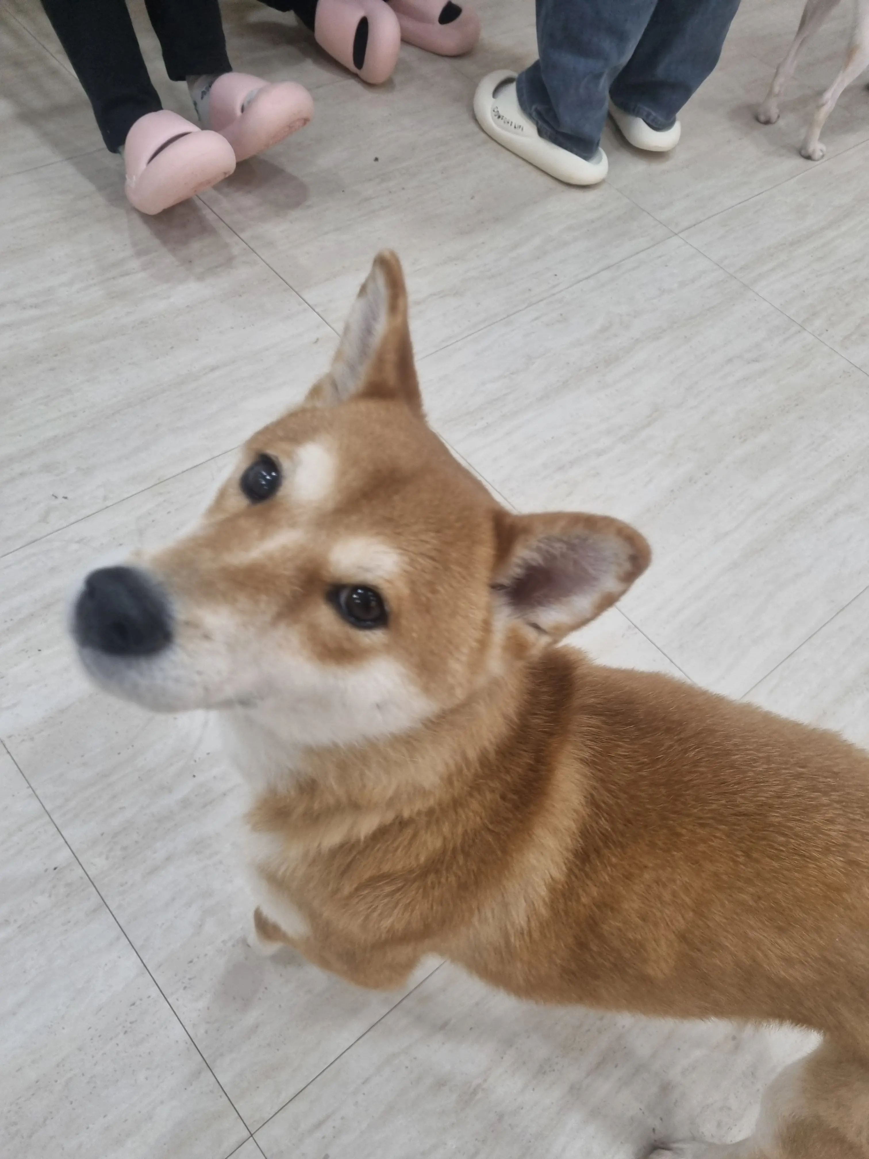 OpaqueQuoll7091의 백유화