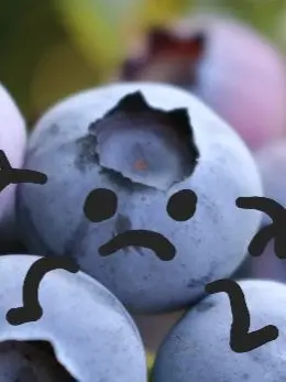 xhakxh9255의 Living with Blueberry