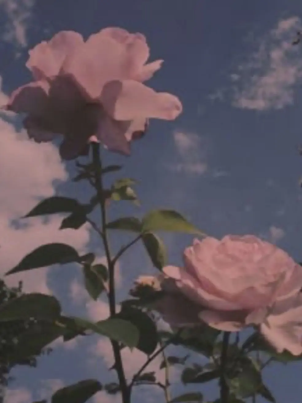 mtor.and.melt.love의 視 線 が 感 じ ま す⸝⸝⸝