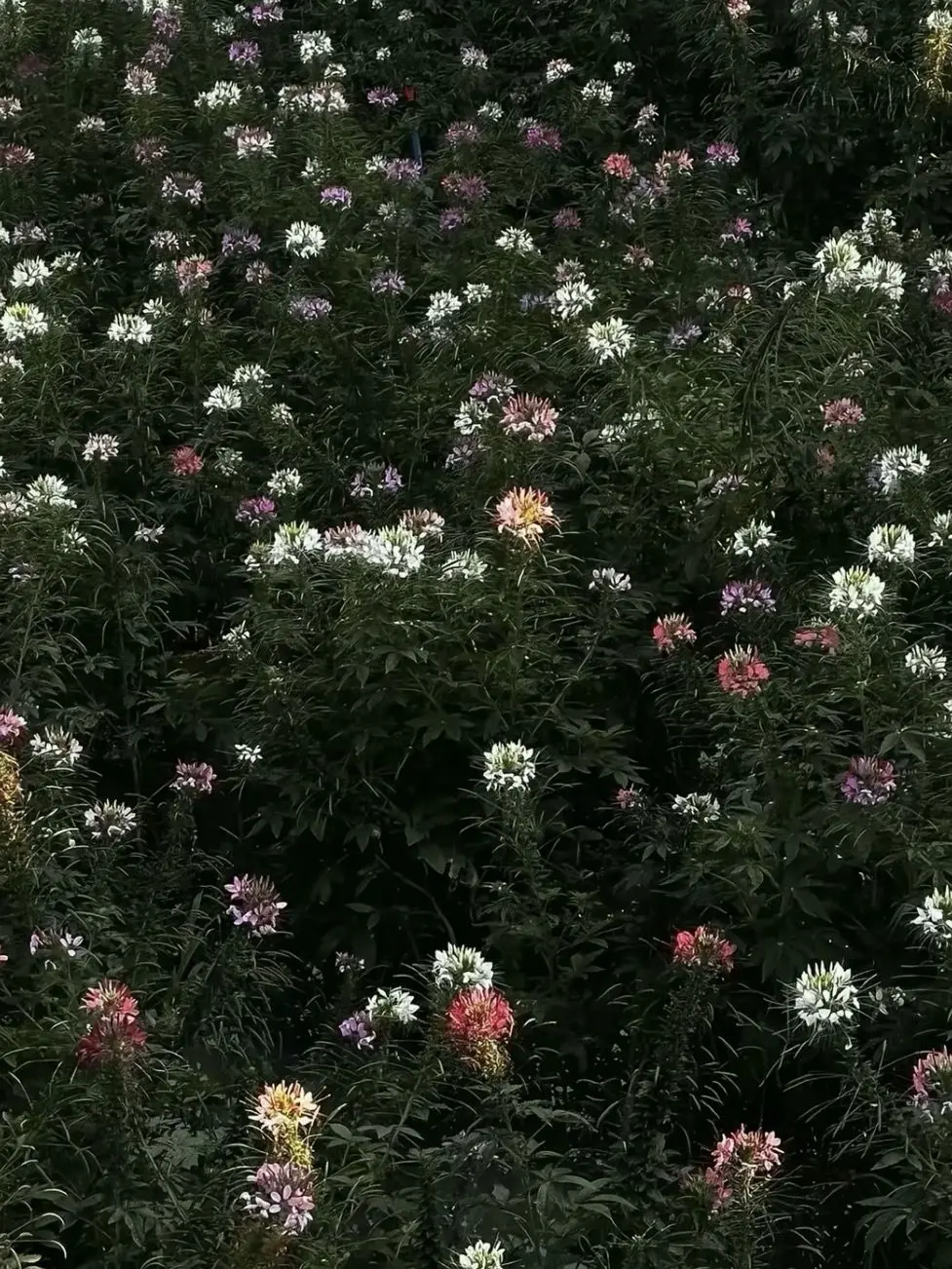 lovey.ou의 무작정 키스했을 때 걔는: