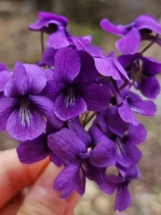 VapidKnob2242의 향기제비꽃