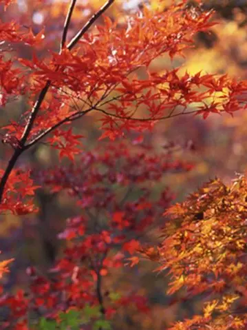 kyuukyuusha-119의 🍁