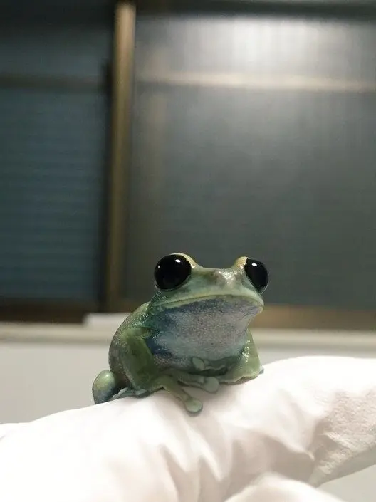 9958-IN의 Hey, Little Frog— Stop It