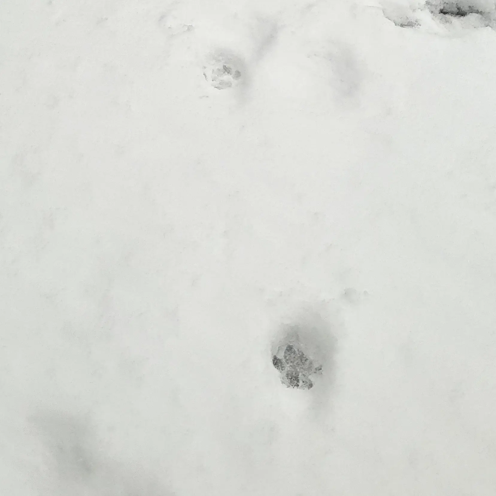 Berububble의 픽셀리 유치원