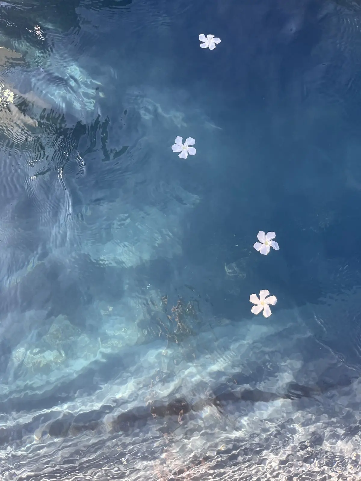 LemonyShot3830의 貴方に甘々依存