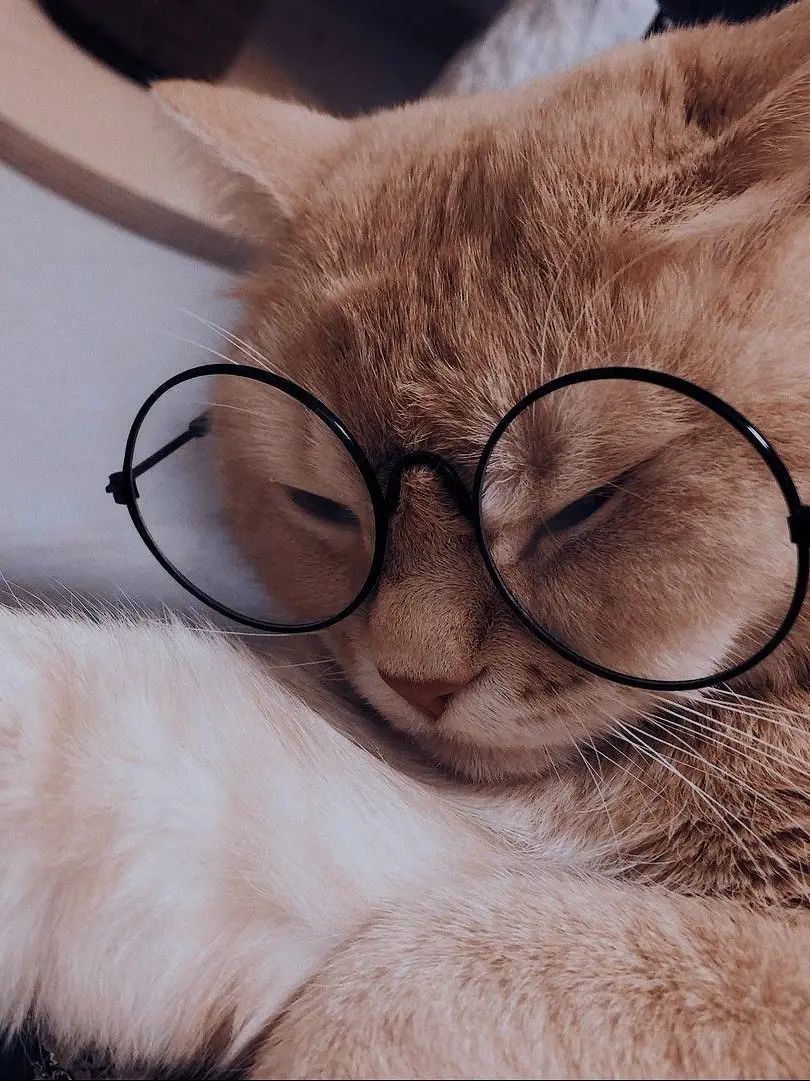 CleanMule0855의 陰キャ直哉くん